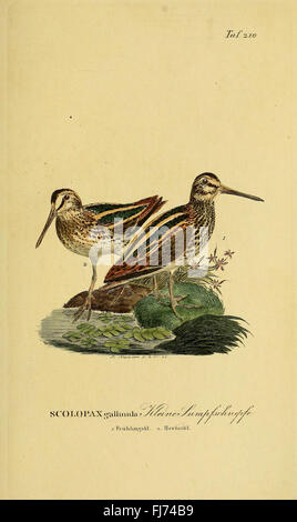 Un'illustrazione tratta dalla *storia naturale degli uccelli della Germania* di Johann Andreas Naumann, che mostra specie di uccelli native della Germania Foto Stock