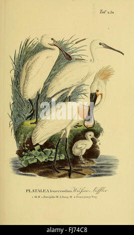 Johann Andreas Naumann's Natural History of the Birds of Germany (PL. 230) Foto Stock
