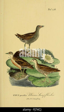 La storia naturale degli uccelli della Germania di Johann Andreas Naumann, progettata secondo alcune esperienze (tavola 238) Foto Stock