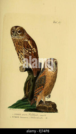 La storia naturale degli uccelli tedeschi di Johann Andreas Naumann, con illustrazioni dei suoi studi Foto Stock