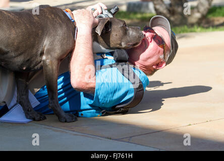 Pit Bull salvato cane giocando con un uomo posa sulla terra Foto Stock