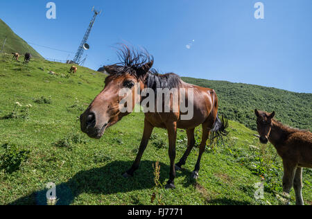 I cavalli in Ushguli comunità di quattro villaggi al fine di Enguri gorge, Svaneti superiore, Georgia Foto Stock