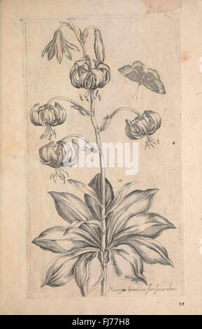 Le Jardin du Roy tres chrestien, Loys XIII, Roy de France et de Navare (Fig. 34) Foto Stock