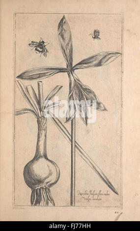 Le Jardin du Roy tres chrestien, Loys XIII, Roy de France et de Navare (Fig. 48) Foto Stock