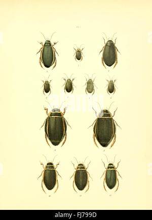 Una dettagliata collezione di illustrazioni che mostrano vari insetti, tra cui coleotteri e farfalle, in una collezione di musei entomologici. Foto Stock