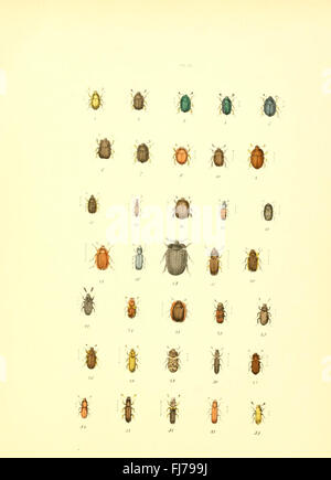 Una collezione di illustrazioni dal museo entomologico, che mostra vari insetti, tra cui coleotteri e farfalle Foto Stock