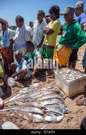 I pescatori con il fermo sulla spiaggia, Tangalle, Sri Lanka, Asia Foto Stock