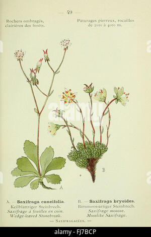 Nouvelle flore coloriée de poche des Alpes et des Pyrénées, una guida illustrata alla flora tascabile con specie vegetali delle Alpi e dei Pirenei, con particolare attenzione alle piante alpine e montane. Foto Stock