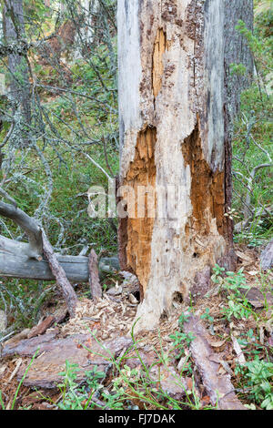 Il marcio morto legno albero nella foresta Foto Stock