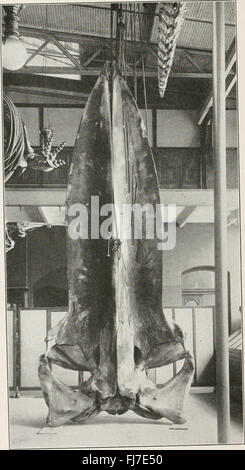 La procedura degli Stati Uniti Museo Nazionale (1926) Foto Stock