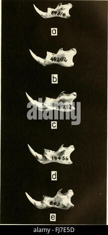 La procedura degli Stati Uniti Museo Nazionale (1960) Foto Stock