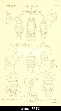 Monografia scientifica dedicata allo studio dei crostacei isopodi Cymotharum, incentrata sulla tassonomia e sulle caratteristiche delle specie. Foto Stock