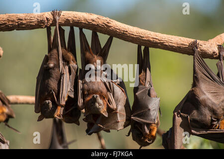 Little Red Flying Fox (Pteropus scapulatus) volpi sono ' appollaiati sulla navigazione mogano bianco, alberi di eucalipto e facilmente a razze in volo. Questa massiccia colonia, stimato a picco a circa 100.000 pipistrelli, preso residenza lungo il fiume selvaggio di Heberton talvolta early Dec 2013 con la massa fioritura di alberi di eucalipto o terrestre in mogano in bianco con il piccolo rossi che cercano il suo nettare e polline. Il Little Red flying fox è una specie di megabat nativo a nord e a est dell'Australia. Con un peso di 280-530 grammi (9,9-18,7 oz) è il più piccolo flying fox nel continente australiano (gli altri b Foto Stock