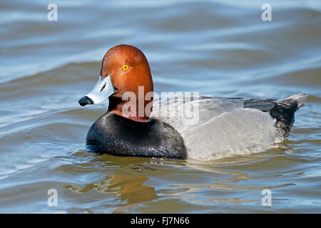 Maschi di anatra Redhead Foto Stock