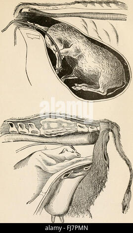 Le malattie di stock in tempo reale e la loro più efficaci procedure di ricorso - compresi i cavalli, bovini, mucche, pecore, maiali, galline, cani, ecc. da William B. E. Miller e Lloyd V. Tellor (1885) Foto Stock