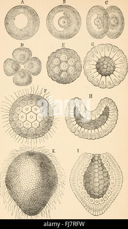 I primi principi dell'eredità; con 75 illustrazioni e diagrms (1910) Foto Stock