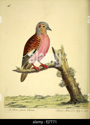 Una storia naturale degli uccelli: Le prime opere fino al 1800, opere pittoriche, biblioteche Smithsonian Foto Stock