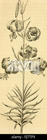 La rivista di orticoltura, botanica e tutte le informazioni utili scoperte e miglioramenti in affari rurali (1867)