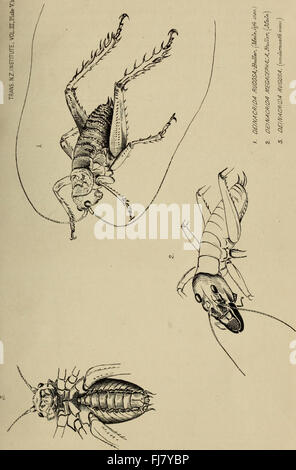 Le transazioni della Royal Society della Nuova Zelanda (1870) Foto Stock