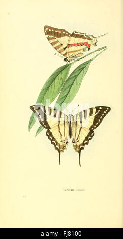Una collezione illustrata di animali nuovi, rari o interessanti, con particolare attenzione all'ornitologia, all'entomologia e alla concatologia, che offre approfondimenti zoologici dettagliati. Foto Stock