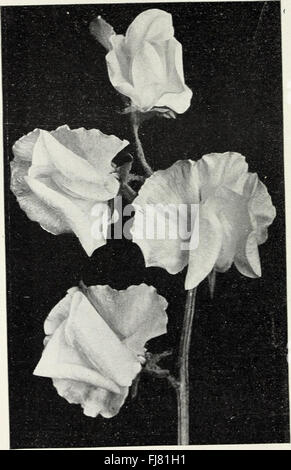 Un breve elenco dei semi di fiori per fioristi che dovrebbe essere sown all'inizio - Gennaio 1911 (1911) Foto Stock