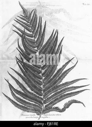 "A Voyage to the Islands Madera, Barbados, Nieves, S. Christophers e Giamaica" (1707), un resoconto botanico e di viaggio della flora caraibica. Foto Stock