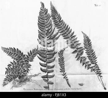 Un viaggio verso le isole Madera, Barbados, Nieves, S. Christophers e Giamaica, 1707 Foto Stock