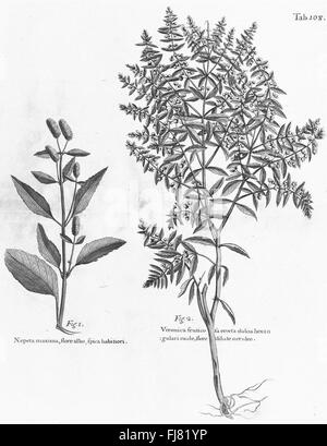 Un resoconto di un viaggio nelle isole caraibiche di Madera, Barbados, Nieves, St. Christophers e Giamaica nel 1707, descrivendo la loro flora, fauna e cultura. Foto Stock