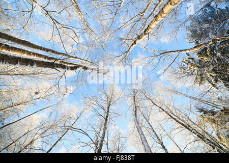 Coperta di neve tree vista prospettica guardando in alto Foto Stock