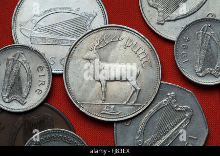 Monete di Irlanda. Il cervo (Cervus elaphus) rappresentato in quello irlandese Lira moneta. Foto Stock
