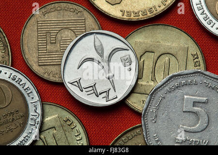 Monete di Israele. Fiore di giglio raffigurato in uno israeliano nuovo shekel coin. Foto Stock