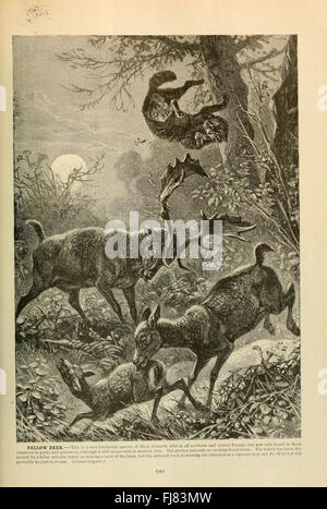 Brehm's Life of Animals (pagina 525), American Museum of Natural History Library, Animal Behavior, mammiferi Foto Stock