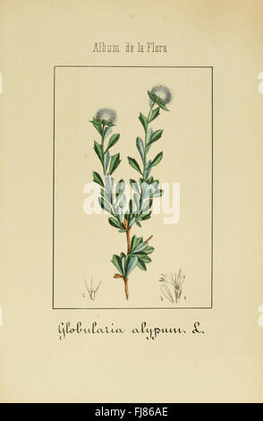 Album de la flora mC3A9dico-farmacC3A9utica C3A9 industriali, indC3ADgena y exC3B3tica (Pl. 39) Foto Stock