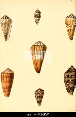 Conchologia iconica, o, illustrazioni delle conchiglie di animali molluschi (Conus, placca 31), Molluschi, opere pittoriche, conchiglie Foto Stock