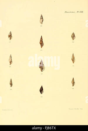 Conchologia iconica, o illustrazioni dei gusci di animali molluscous Foto Stock