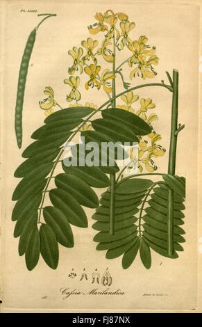 American Medical botanica Foto Stock