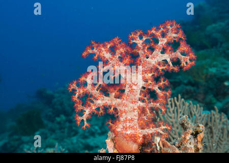 Rosso corallo morbido (Dendronephtya sp.) con polipi esposti filtrando il plancton dal passaggio di corrente Foto Stock