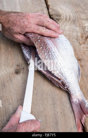 Snapper e il coltello. Essendo il pesce in filetti Foto Stock