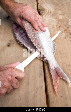 Snapper e il coltello. Essendo il pesce in filetti Foto Stock