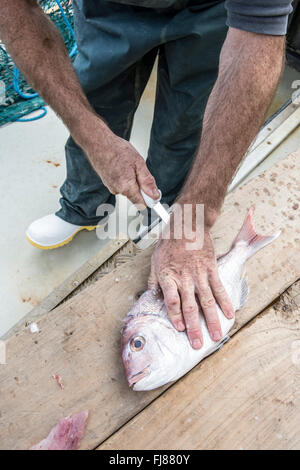 Snapper e il coltello. Essendo il pesce in filetti Foto Stock