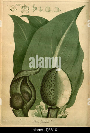 American Medical botanica Foto Stock