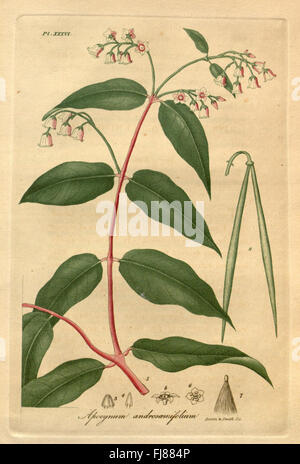 American Medical botanica Foto Stock