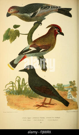 American ornitologia; o la storia naturale degli uccelli degli Stati Uniti (Pl. 16) Foto Stock