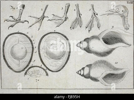 D. Joh. Friedr. Blumenbachs der Med. Il prof. ord. zu GC3B6ttingen Handbuch der Naturgeschichte - mit Kupfern (1779) Foto Stock