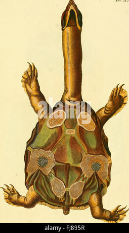 D. königl di Johann David Schöpf. Preuss. Hofraths Naturgeschichte der Schildkröten - mit Abbildungen erläutert (1792): Uno studio del 1792 sulla storia naturale delle tartarughe con illustrazioni Foto Stock