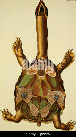 D. königl di Johann David Schöpf. Preuss. Hofraths Naturgeschichte der Schildkröten - mit Abbildungen erläutert (1792) Foto Stock