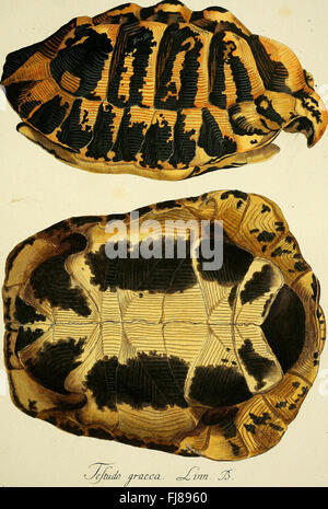 D. königl di Johann David Schöpf. Preuss. Hofraths Naturgeschichte der Schildkröten - mit Abbildungen erläutert (1792) Foto Stock