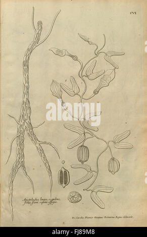 Description des plantes de l'Amerique (Pl. CVI) Foto Stock