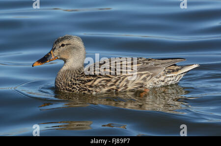 Mallard duck hen nuoto sul lago Foto Stock