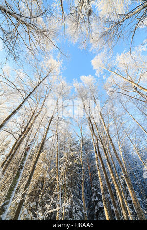 Coperta di neve tree vista prospettica guardando in alto Foto Stock